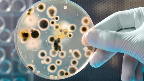 Mikrobiom és krónikus betegségek kapcsolata